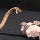 Anatomy of a Snake Bite: Venom Testing
