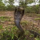 The Crocodile Hunter Diaries: Egyptian Cobra