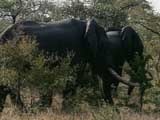play video on Animal Planet