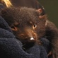 The Crocodile Hunter Diaries: Tasmanian Devils