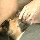 Good Dog U: Dog Training - Play Biting