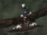 Spy On The Wild: An 