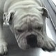 All-New Planet's Funniest Animals: Bulldog