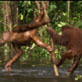 play video on Animal Planet