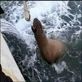 Deadliest Catch: Sea Food