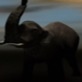 Land of the Mammoth: Mammoth Ancestors