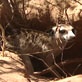 Meerkat Manor: This Means War!