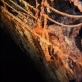 Titanic: Anatomy of a Disaster Rusticles
