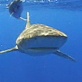 Sharks of the Deep Blue: An Appreciation