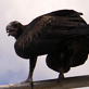 After the Attack: Making Of: Wedge-Tailed Eagle