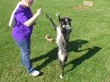 Pet Star: Cool Pet Tricks: Dance