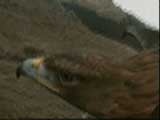 Spy On The Wild: Precision Control