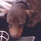 Pet Trends with Maggie Gallant : Trixie Fashion