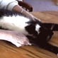 All-New Planet's Funniest Animals: Cat Massage