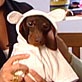 Pet Trends with Maggie Gallant: Muttropolis: Grooming T ...