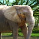 Whoa! Sunday with Mo Rocca: Jumbo