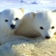Global Warming: What You Need to Know: Polar Bear Signs 