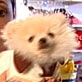 Pet Trends with Maggie Gallant: Muttropolis: Casual Wear