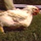 Amazing Animal Videos: Chicken with Two Extra Legs