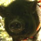 Whoa! Sunday with Mo Rocca :Pig Pros and Cons