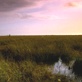 Sunrise Earth : Everglades River of Grass