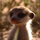 Meerkat Manor: Don't Mess with Mom