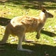 The Crocodile Hunter Diaries: Kangaroos