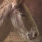 Amazing Animal Videos: Abnormally Large Animals