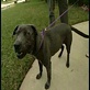Good Dog U: Dog Training - Chewing