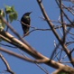 Discovery News: Feathered Family Fights (6/22)