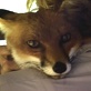 The Crocodile Hunter Diaries: Foxes