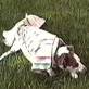 All-New Planet's Funniest Animals: Dog in a Blanket