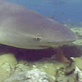Sharks of the Deep Blue: Shark Attack