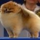 Eukanuba Tournament of Champions: Eukanuba-Portland (Lu ...