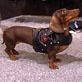 Pet Trends with Maggie Gallant: Muttopia Pet Coats