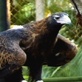 The Crocodile Hunter Diaries: Birds of Prey