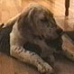 All-New Planet's Funniest Animals: Dog Toy