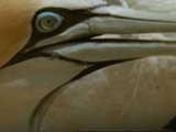 Spy On The Wild: Gannets