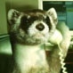Whoa! Sunday with Mo Rocca: Flock of Ferrets