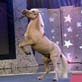 Pet Star: Pet Star: Golden Nugget