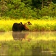 Sunrise Earth: Moose in the Morning