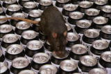Rat-Pee Soda (thumbnail)
