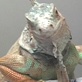 play video on Animal Planet