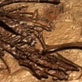 Discovery News: Missing Link for Birds?
