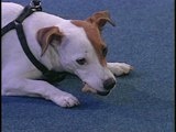 play video on Animal Planet