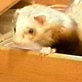 All-New Planet's Funniest Animals: Ferrets