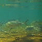 Sunrise Earth: Manatee Springs