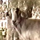 All-New Planet's Funniest Animals: Goat