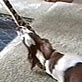 All-New Planet's Funniest Animals: Lazy Dog