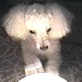 All-New Planet's Funniest Animals: Poodle Light Show